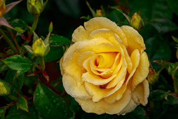 Fragrant Rose in Full Blossom
