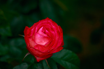 Fragrant Rose in Full Blossom