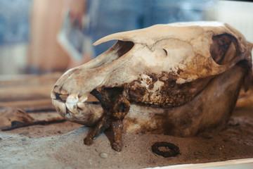 the horse's skull lies