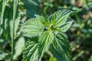 Nahaufnahme einer Brennnessel 