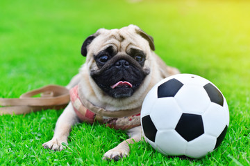 Cute brown Pug playing football in garden
