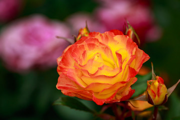 Fragrant Rose in Full Blossom