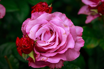 Fragrant Rose in Full Blossom