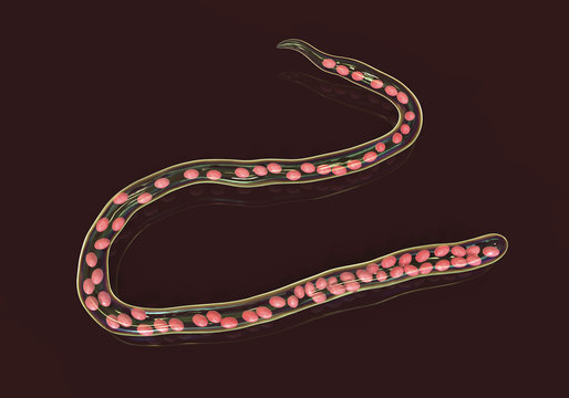 Mansonella ozzardi, a roundworm nematoda that causes serous cavity filariasis and keratitis, 3D illustration shows absence of sheath around the worm and tail nuclei that do not extend to tip