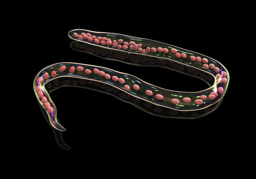Mansonella ozzardi, a roundworm nematoda that causes serous cavity filariasis and keratitis, 3D illustration shows absence of sheath around the worm and tail nuclei that do not extend to tip