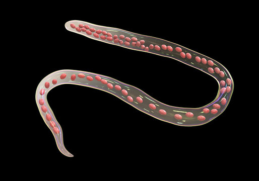 Mansonella ozzardi, a roundworm nematoda that causes serous cavity filariasis and keratitis, 3D illustration shows absence of sheath around the worm and tail nuclei that do not extend to tip
