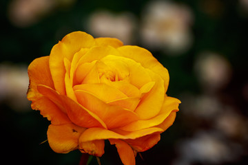 Fragrant Rose in Full Blossom