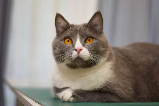 Grey Chartreux cat with yellow orange eyes. Beautiful pet.