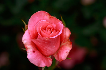 Fragrant Rose in Full Blossom