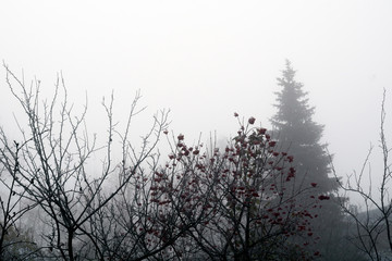 Trees in heavy fog