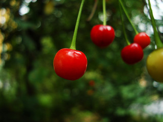 Cherries hanging on a cherry tree branch.