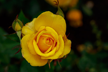 Fragrant Rose in Full Blossom