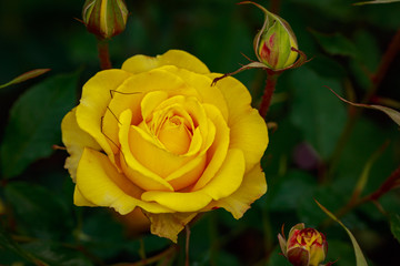 Fragrant Rose in Full Blossom