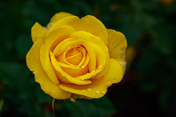 Fragrant Rose in Full Blossom