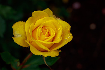 Fragrant Rose in Full Blossom