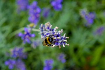 Bumble bee on a flower in garden.