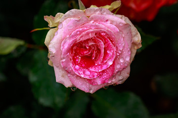 Fragrant Rose in Full Blossom