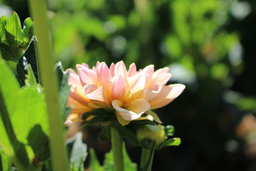 Garden flower.