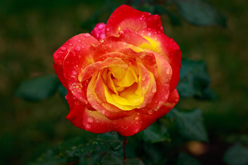 Fragrant Rose in Full Blossom