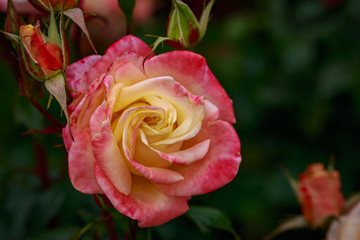 Fragrant Rose in Full Blossom