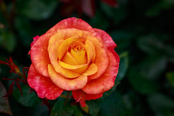 Fragrant Rose in Full Blossom