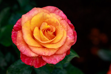 Fragrant Rose in Full Blossom