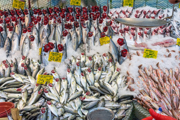 Choice of fish at a market in Istanbul
