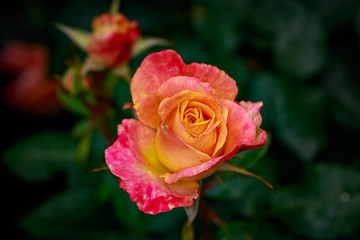 Fragrant Rose in Full Blossom