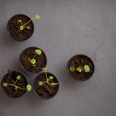 Top view on small sprouts in black bins on grey table background. Growing concept