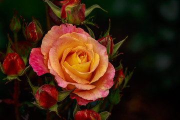Fragrant Rose in Full Blossom