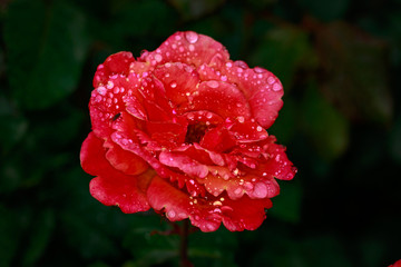 Fototapeta premium Fragrant Rose in Full Blossom