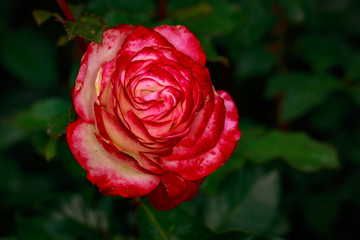 Fragrant Rose in Full Blossom