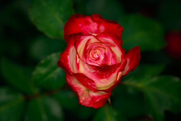 Fragrant Rose in Full Blossom