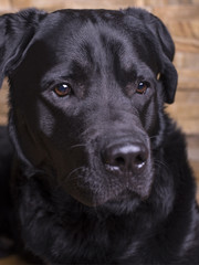 Fototapeta premium A black labrador retriever on a stone background. Intelligent eyes, piercing eyes.