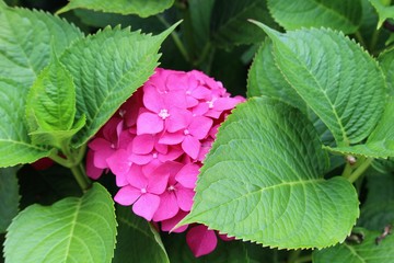 strange and rare tropical flower very beautiful and big