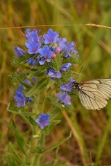 nature landscape landscape mountains field grass river water clouds clouds sky trees birch green blue white fresh air oxygen beauty latitude summer season flowers butterfly blo