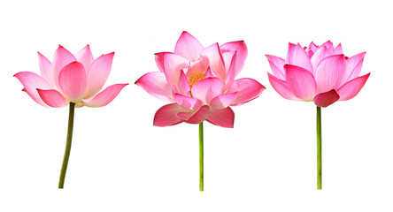 lotus flower