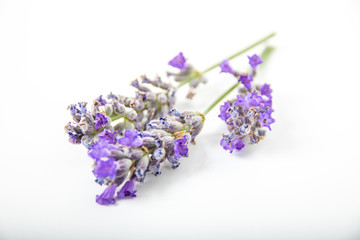Dettaglio di lavanda officinale isolata su sfondo bianco