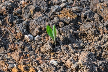 Junge grüne Pflanzentriebe sprießen aus einem Acker