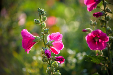 Bright pink hollyhock flower in garden. Mallow flowers. Shallow depth of field. Selective focus