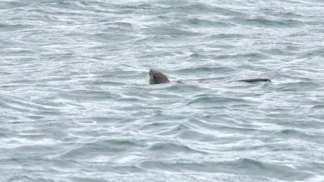 Une loutre mange et plonge / An otter eats and dives