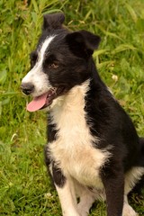 dog, puppy, friend, dog, breed, Jack Russell Terrier, Terrier, animals, fauna, red, black, white, wool, smile, clockwork, toy,