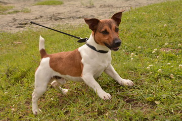 dog, puppy, friend, dog, breed, Jack Russell Terrier, Terrier, animals, fauna, red, black, white, wool, smile, clockwork, toy,