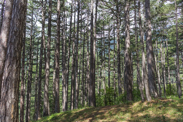 The texture of the forest with long high tree trunks