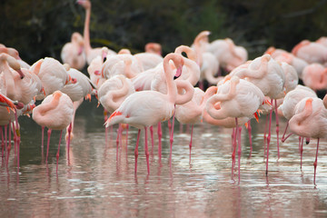 Fototapeta na wymiar Flamingos in der Camarque in Frankreich