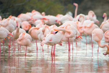 Flamingos in der Camarque in Frankreich