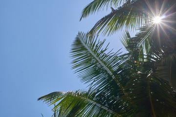 Fototapeta na wymiar Sun shining through palm leaves