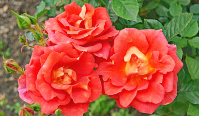 Rosas en un jardín de Barcelona, Catalunya, España