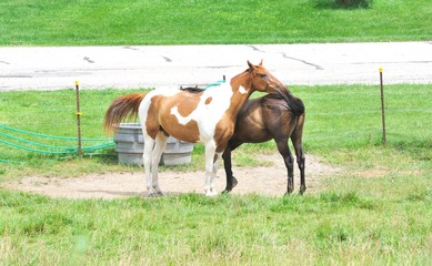 Obraz premium Swatting Each Other's Flies
