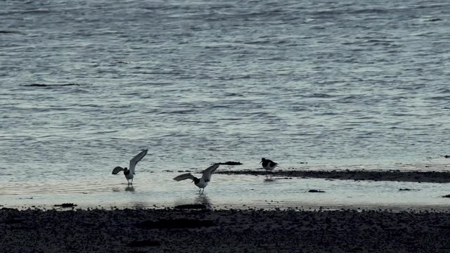 Un hu&icirc;trier pie vol et se pose / An oystercatcher flying and landing in a loch